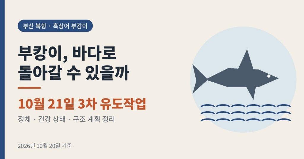 부산 북항 수로에 머문 흑상어 부캉이, 10월 21일 3차 바다 유도작업 정리